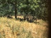 IMG_2524