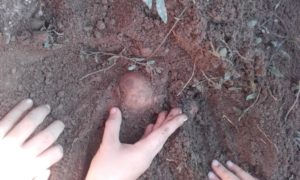 Carnaval de l'école